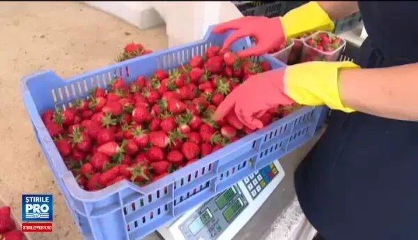 Au aparut primele capsuni romanesti, insa nu prea mai are cine sa le culeaga in tara. Cu ce sume sunt platiti muncitorii