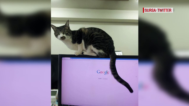 In Japonia, oamenii isi pot lua pisica cu ei la munca. Ce le ofera o firma angajatilor, daca le adopta