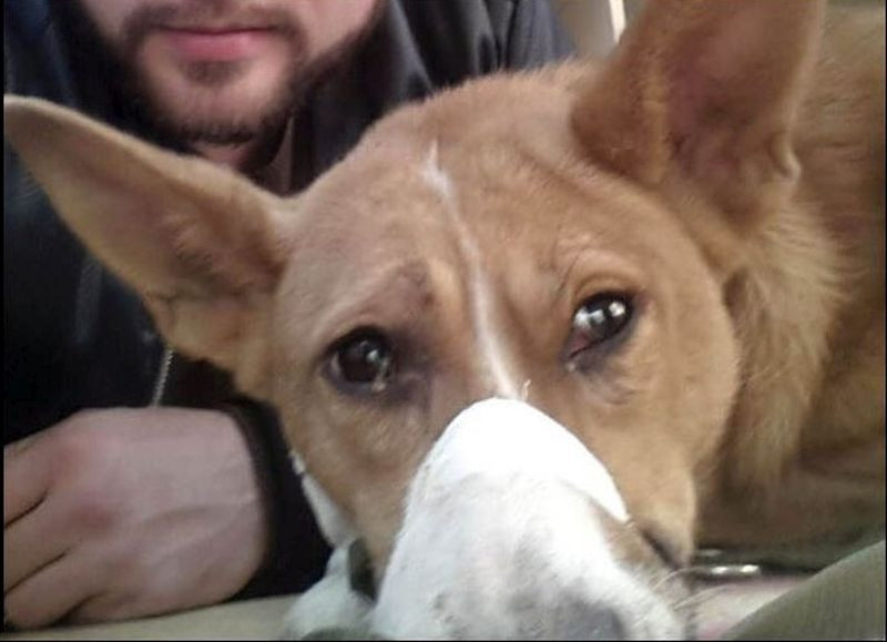 Catelusa salvata dupa ce a fost blocata 3 ani intre doua cladiri are un nou stapan. Unde isi va incepe noua viata. VIDEO