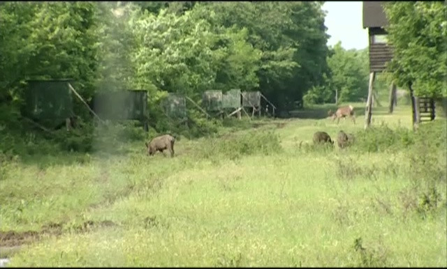 Tanar de 29 de ani din Arad, impuscat din greseala la vanatoare de unchiul sau. Barbatul voia sa nimereasca un mistret