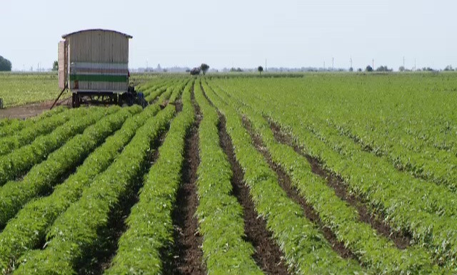 Romanii recultiva o planta la care, in trecut, eram principalii exportatori europeni. Profitul, de 4 ori mai mare ca la grau