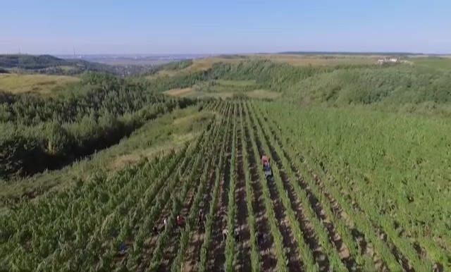Calatorie prin cramele din tara. Cat costa sa faci turism viticol la noi in tara: "Romanii sunt pregatiti si interesati"