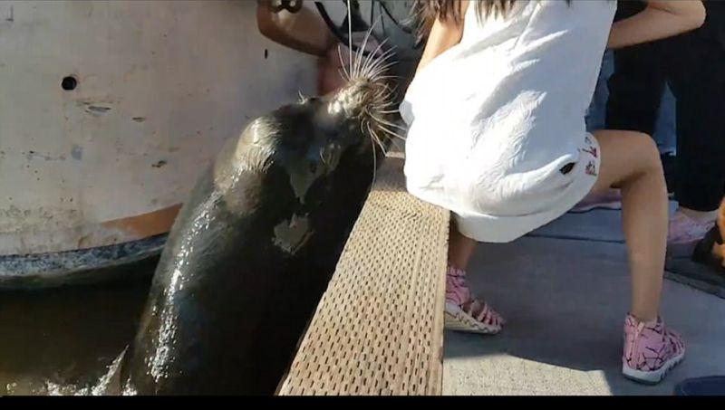 O fetita a fost trasa in apa de animalul pe care-l hranea. Cine a salvat-o pe tanara. VIDEO
