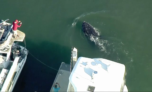 O balena cu cocoasa a "ancorat" intr-un port din California. Metoda inedita folosita de oameni pentru a o ademeni in larg