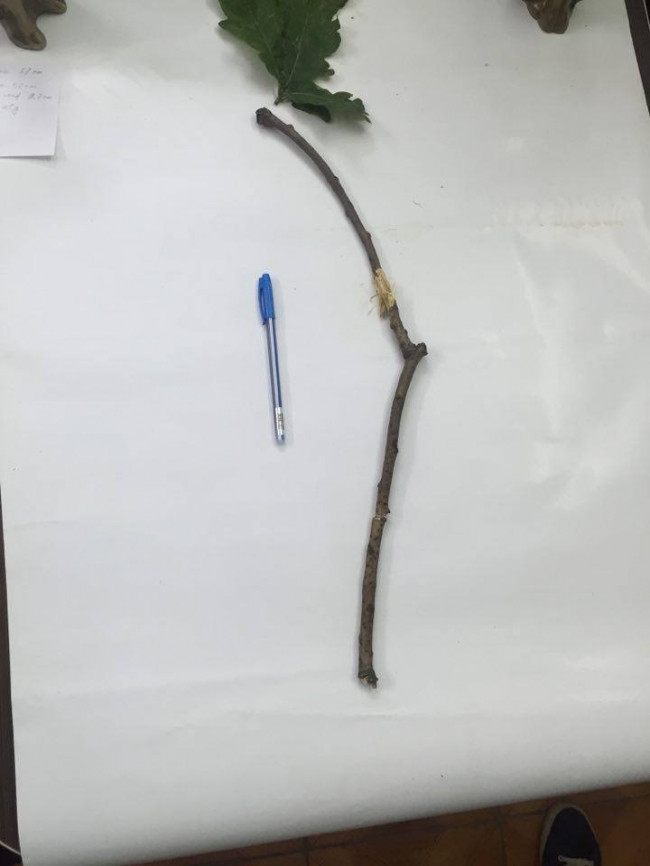 Copil de un an in stare grava, dupa o vizita la ZOO. "Probabil ca l-a lovit cu viteza"