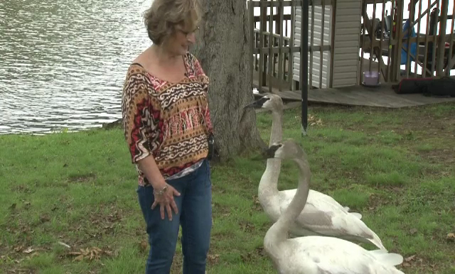 "Au umplut golul lasat de sotul meu". Motivul pentru care autoritatile doresc sa ia lebedele ingrijite de o americanca