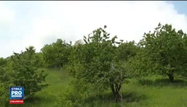 Ciresele de mai au umplut tarabele din piata, in ciuda gerului din primavara. Preturile sunt duble fata de anul trecut