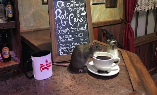Un local le ofera clientilor un partener inedit de baut cafeaua. Este vorba despre animale rozatoare
