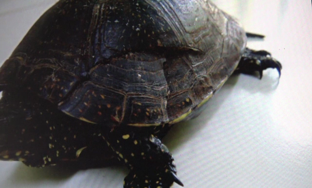 Medicii au folosit suruburi si o sarma ca sa-i repare "casa". Povestea emotionanta a unei reptile care a suferit un accident