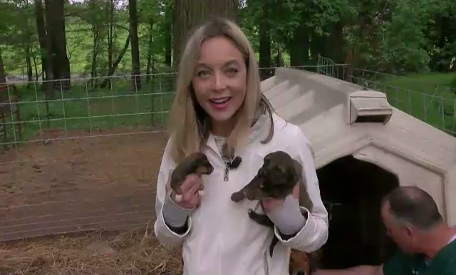 Cativa catelusi care s-au nascut in timpul unei tornade isi cauta un camin. Povestea impresionanta a micilor supravietuitori