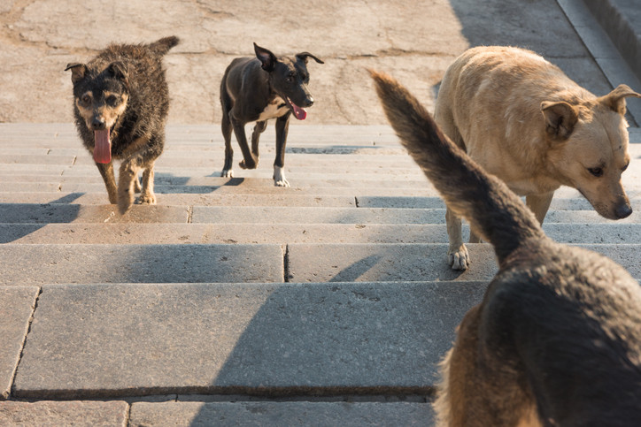 Femeie sfasiata de cainii fara stapan, la marginea orasului Mizil. Primarul da vina pe iubitorii de animale