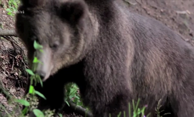 Un urs a aparut de doua ori intr-o saptamana in centrul Brasovului. De ce nu reusesc autoritatile sa il opreasca