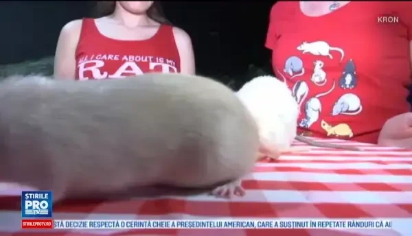 Un local le ofera clientilor un partener inedit de baut cafeaua. Animalutul este celebru din desene animate