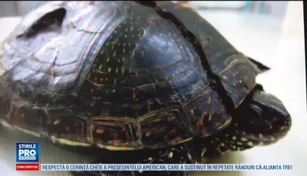 Medicii au folosit suruburi si o sarma ca sa-i repare