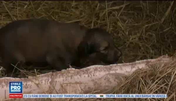 Cativa catelusi care s-au nascut in timpul unei tornade isi cauta un camin. Povestea impresionanta a micilor supravietuitori