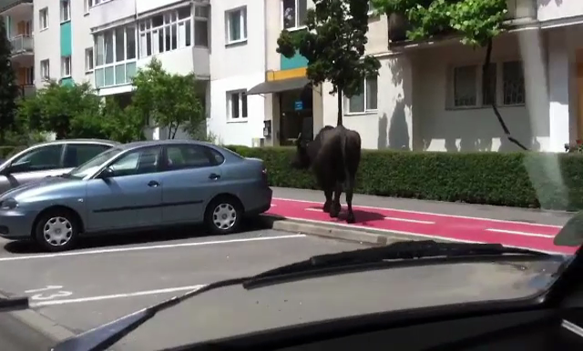 Bivol filmat aproape de centrul Clujului. Cum a ajuns animalul pe strada