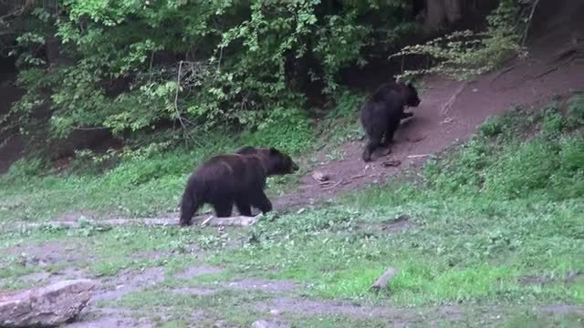 The Guardian: "O ursoaica ce isi apara puii a restrictionat accesul la castelul lui Dracula"