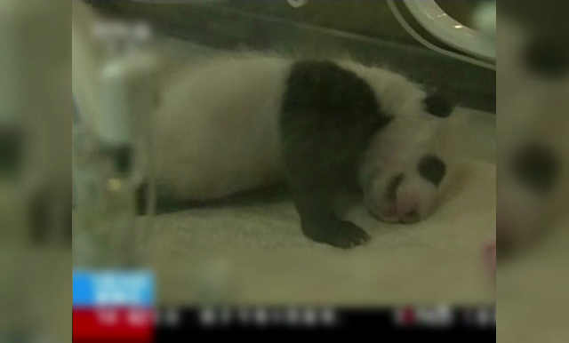 Primii doi panda nascuti in 2017 au parasit incubatorul dupa o luna. Tratamentul special pe care il primesc de la ingrijitori