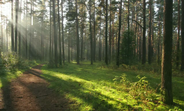 Pericol in padurile Romaniei! Legea prin care Guvernul nu mai vrea sa pazeasca codrii retrocedati, trimisa in Parlament