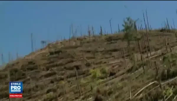 Pericol in padurile Romaniei! Legea prin care Guvernul nu mai vrea sa pazeasca codrii retrocedati, trimisa in Parlament