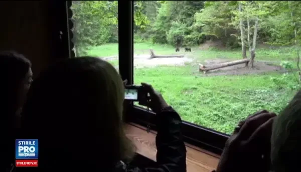 Turismul ecologic din Romania are tot mai mult succes. Cati bani se strang de la strainii care vin sa admire ursii salbatici