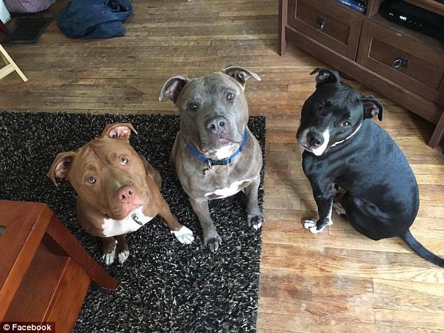 pitbulli