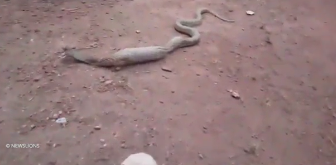 Au privit si au filmat ingroziti de la distanta. Ce a inghitit aceasta cobra indiana. VIDEO