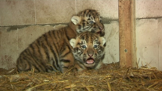 O gradina zoologica din Lituania sarbatoreste prima luna de viata a nu mai putin de 8 puisori de tigru