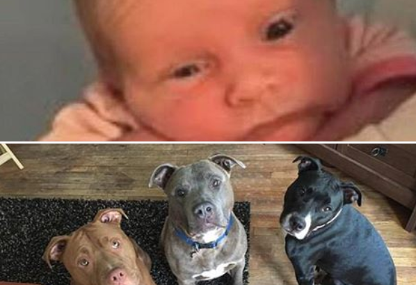 Bebelus lasat in camera cu trei pitbulli. Acum, toata familia e socata. Cum a fost gasit