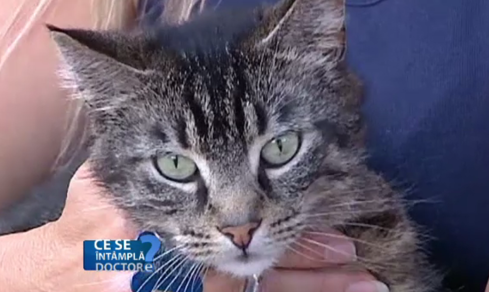 Un alergic la acarieni manifesta aceeasi slabiciune la perii de animal. Care sunt masurile de precautie