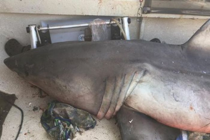 Un rechin alb, lung de 2,7 metri a sarit in barca unui pescar australian: "Sangeram, eram socat, nu puteam sa cred"