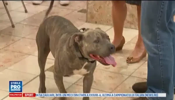 A fost aproape sa fie eutanasiat, dar in scurt timp a ajuns sa fie caine politist. Ce atributii are Apollo