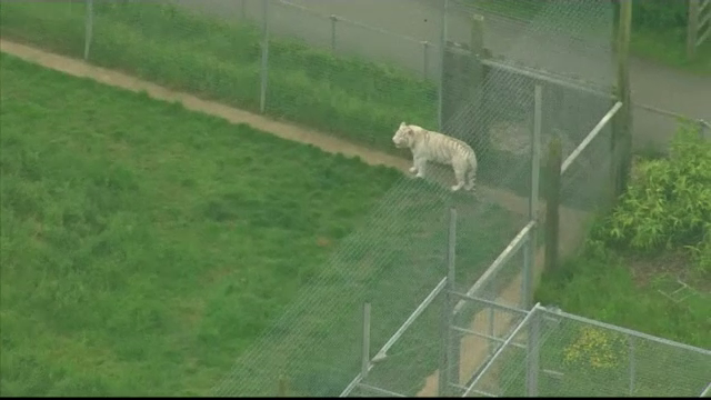 Angajata unui zoo din Marea Britanie ucisa de un tigru. Isteria care s-a creat apoi pe retelele de socializare