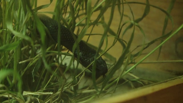 Parintii din Cluj s-au inspaimantat dupa ce au zarit serpi in parcurile in care isi plimba copiii. Concluzia specialistilor