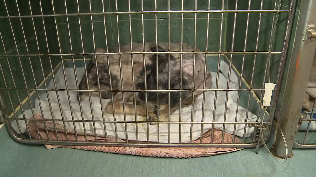 Un caine a fost impuscat cu 27 de alice, fiind folosit pe post de tinta. Cand a fost gasit, era nemancat de cateva zile