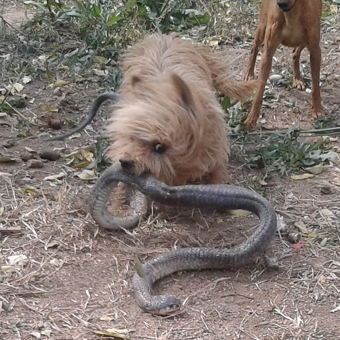 Un caine i-a salvat viata stapanei sale, dupa ce a omorat o cobra, in gradina femeii. Ce s-a intamplat dupa o jumatate de ora