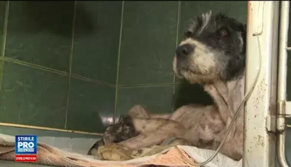 Un caine a fost impuscat cu 27 de alice, fiind folosit pe post de tinta. Cand a fost gasit, era nemancat de cateva zile