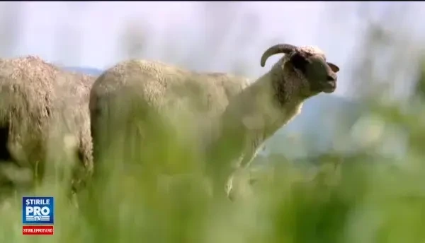 Brandul turistic al Romaniei ar putea fi schimbat din frunza in OAIE. Ministrul Agriculturii: Oaia este o statuie vie