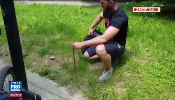Parintii din Cluj s-au inspaimantat dupa ce au zarit serpi in parcurile in care isi plimba copiii. Concluzia specialistilor