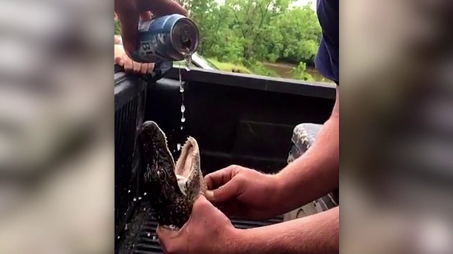 Doi barbati din SUA au fost retinuti dupa ce au imbatat un pui de aligator si au postat imagini pe Facebook