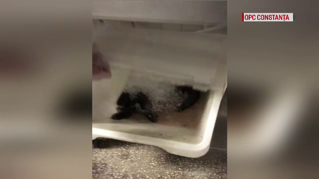 Imagini revoltatoare au fost surprinse marti in bucataria unei cherhanale din Vama Veche. Ce au descoperit inspectorii