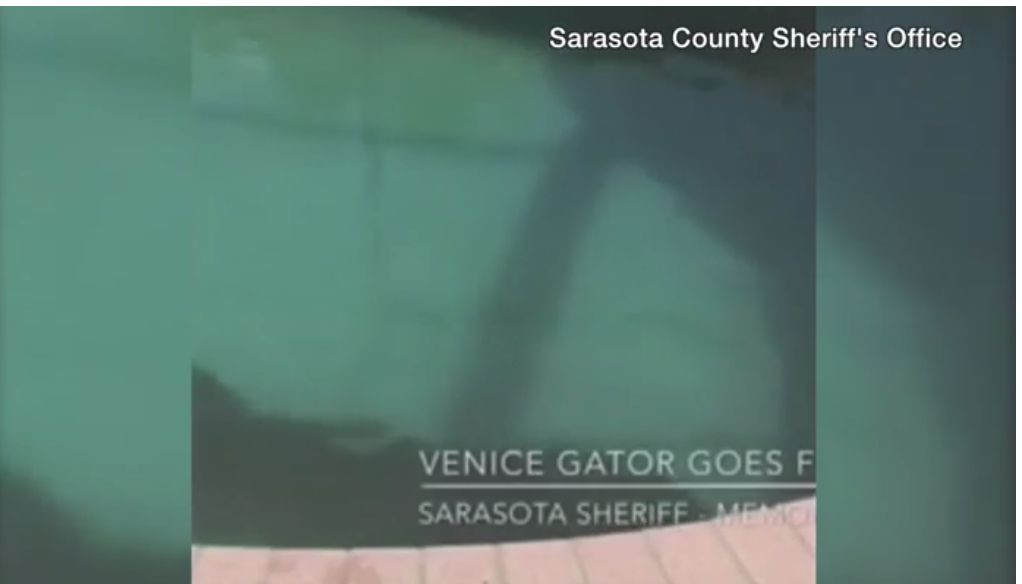 Avertisment inedit din partea autoritatilor. Descoperirea infioratoare a unei familii din Florida in piscina