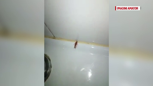 O femeie a filmat cum la Spitalul Judetean din Arad gandacii sunt "internati" alaturi de pacienti. Reactia conducerii