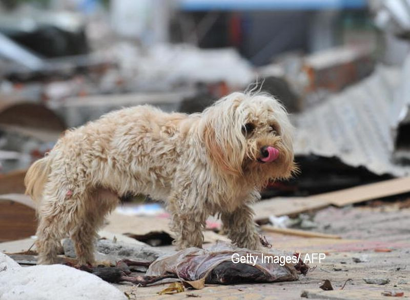 Un caine a fost tarat 10 km pe strada, in timp ce stapanul sau se afla intr-o masina care rula. VIDEO