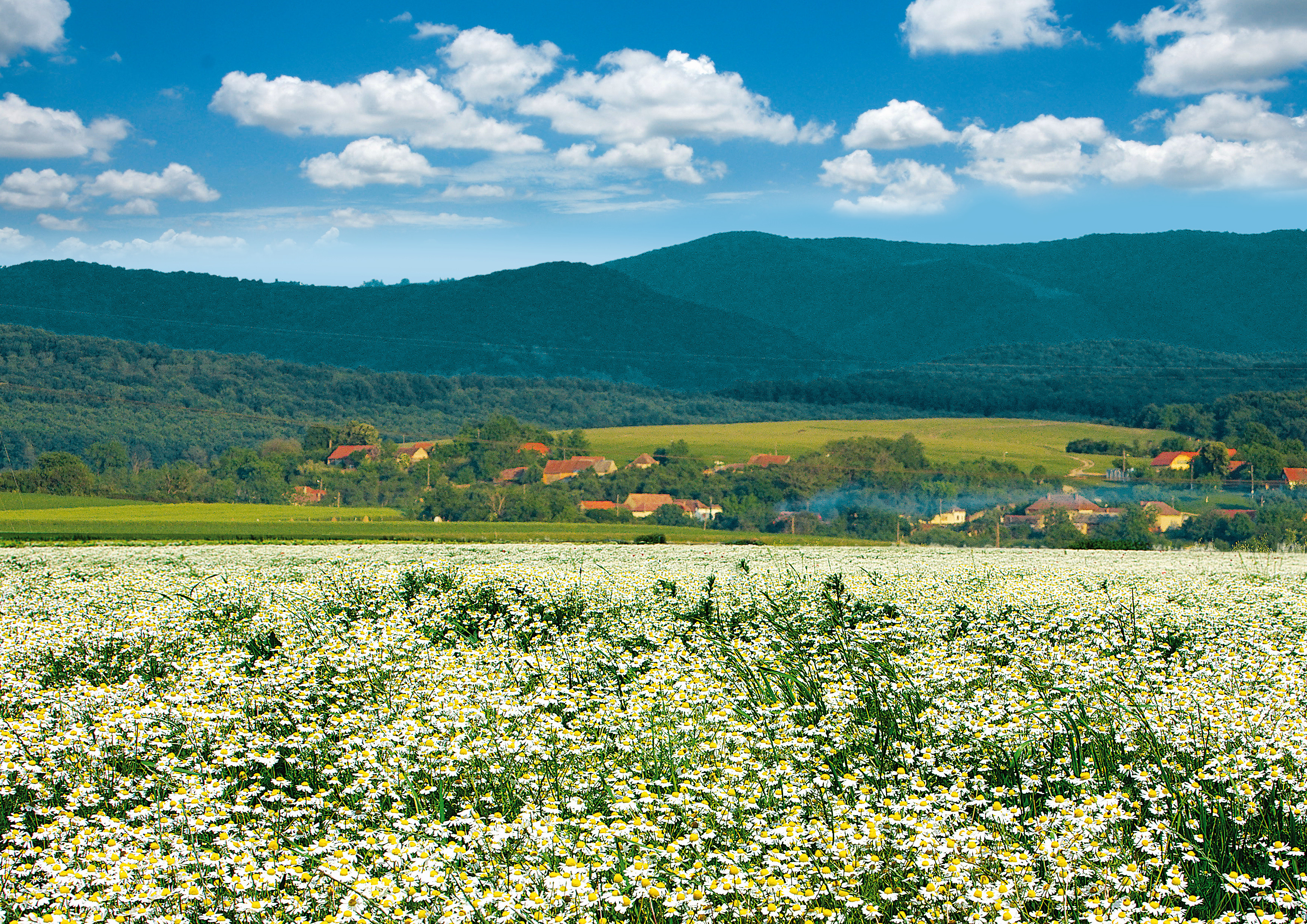 Festivalul Musetelului