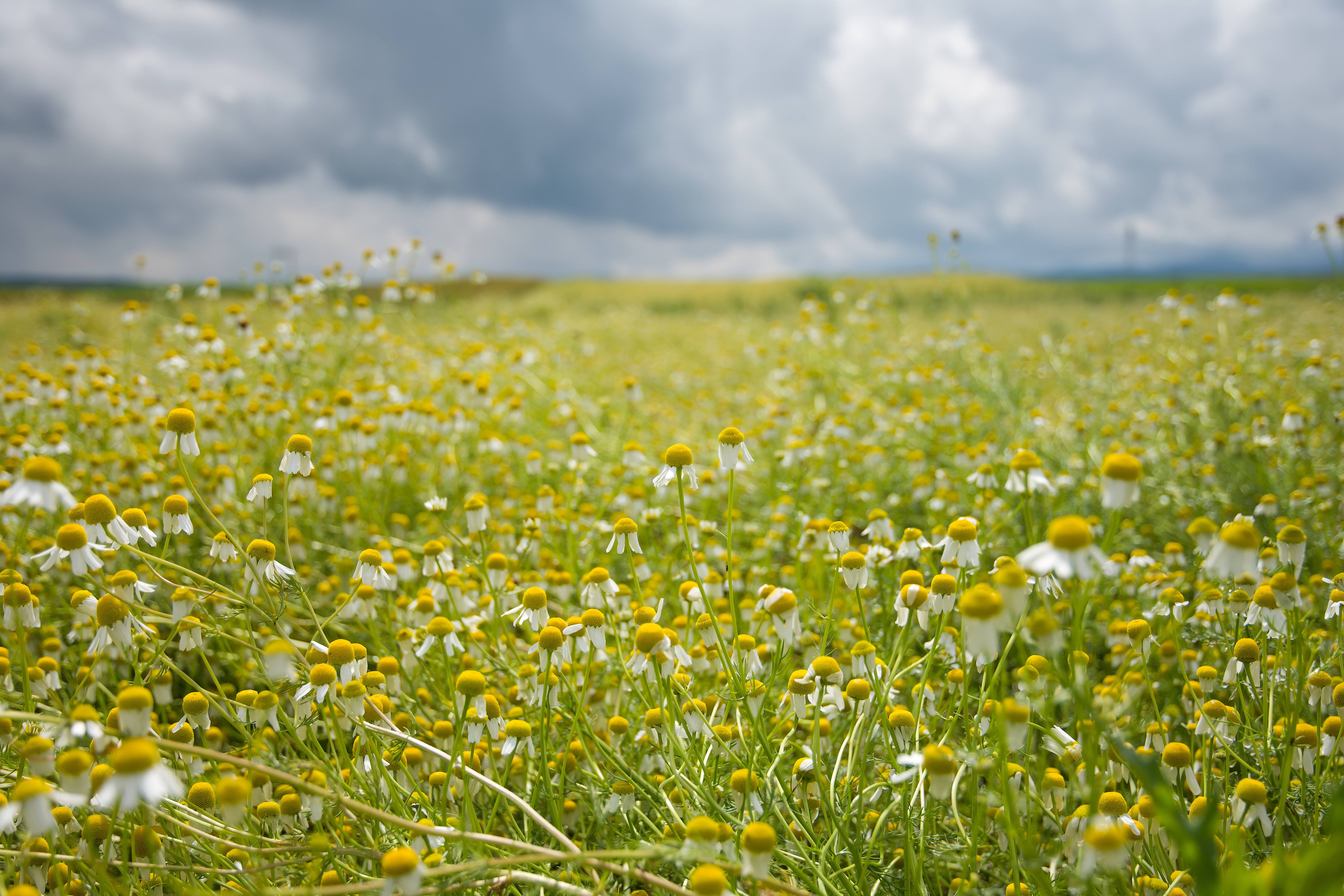 Festivalul Musetelului