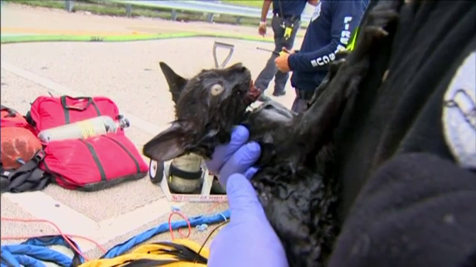 Operatiune de salvare dificila a unei pisici, din canalizare. Misiunea a durat 3 ore, pentru ca felina nu a "colaborat"