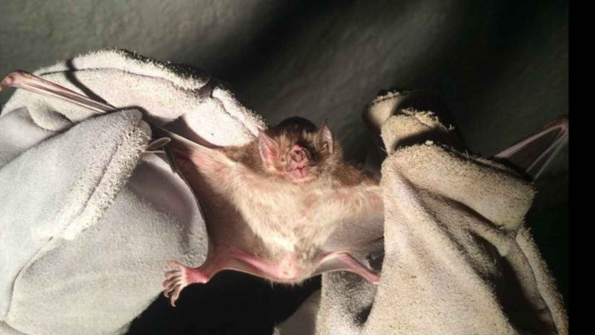 Liliecii vampiri au inceput sa atace oamenii. Zeci de locuitori ai unui oras din Brazilia au fost muscati noaptea in pat