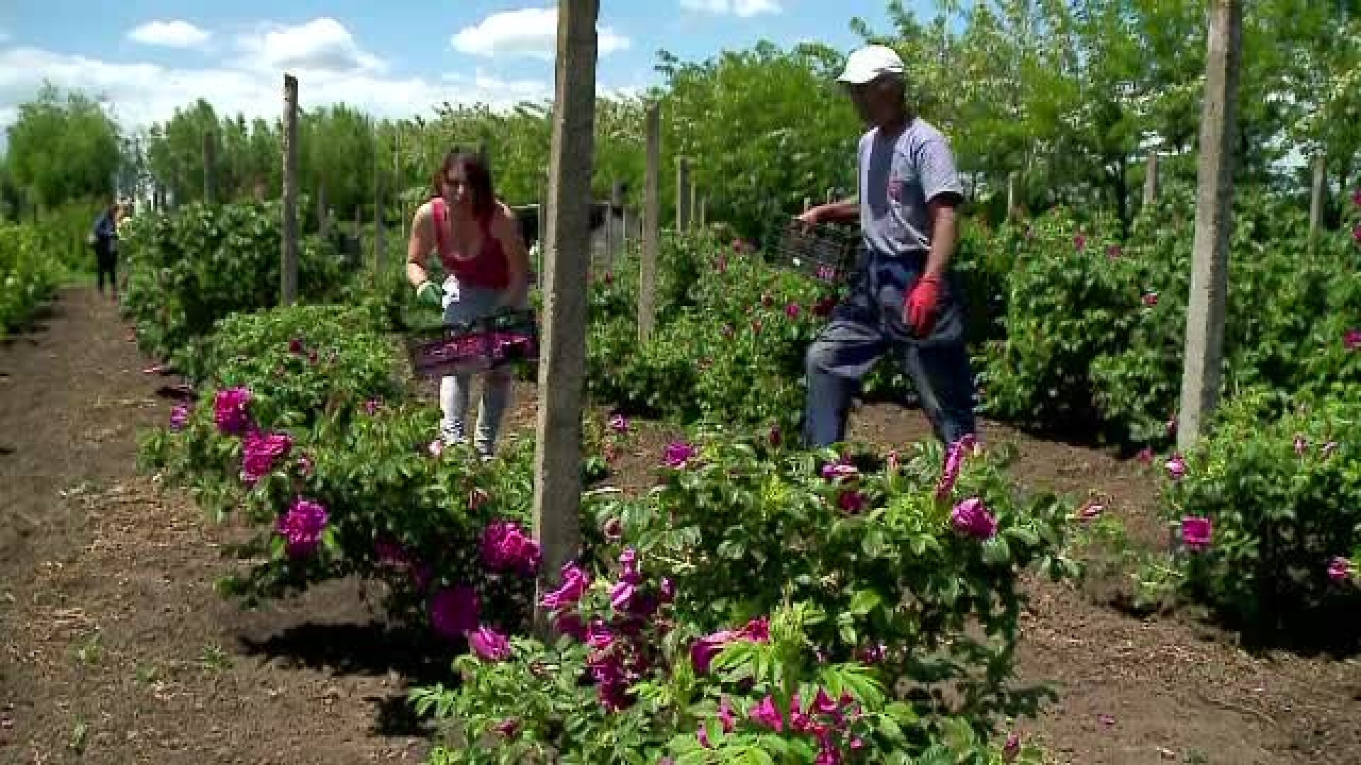 Afacerea infloritoare in care o familie a investit 100.000 de euro. Un borcan de dulceata se vinde cu 15 lei