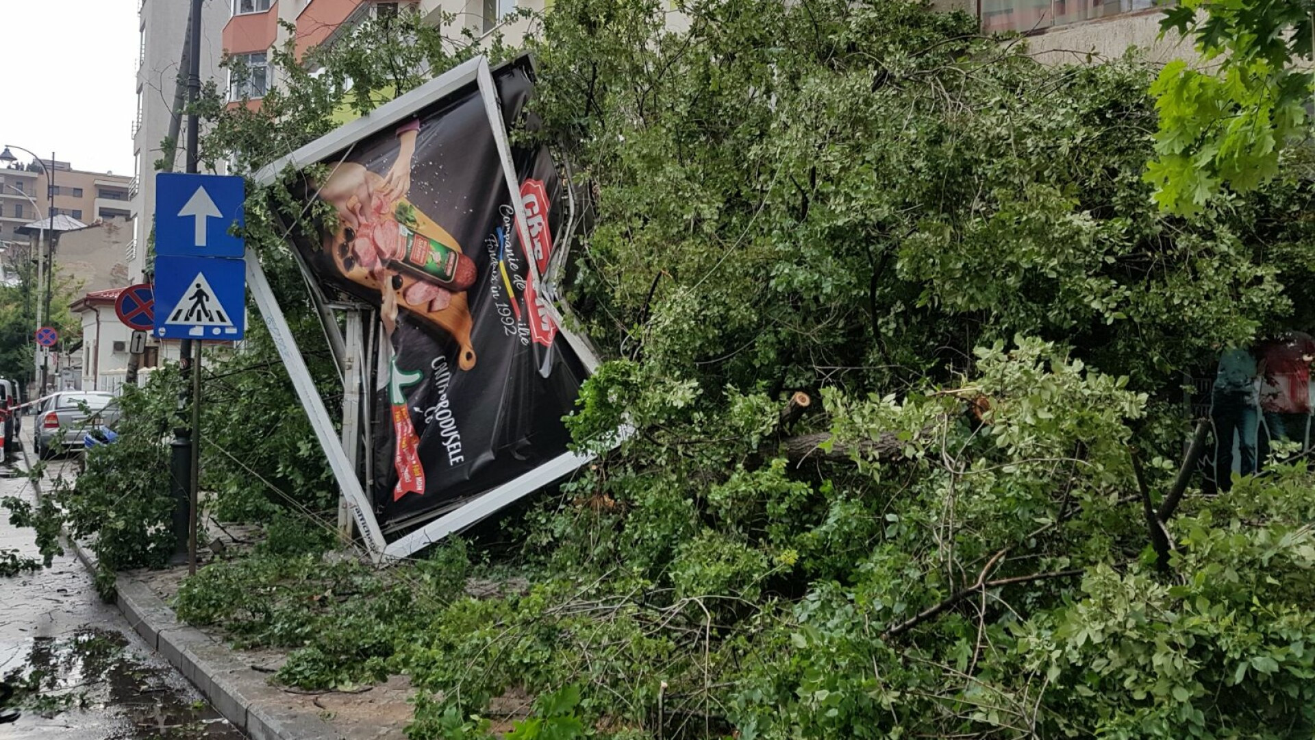 Un copac urias s-a prabusit pe un bulevard din Capitala. In ramurile arborelui se afla si un stup de albine